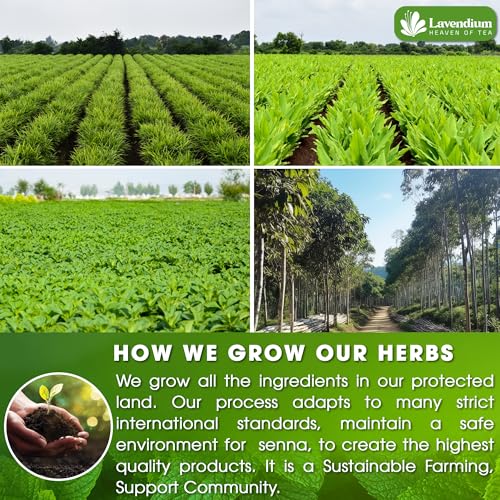 100 Bags - SIimming Detox Tea Caffeine Free